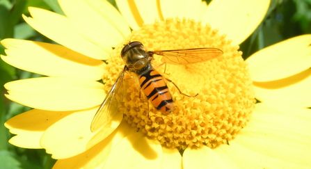 Hoverfly on a yellow marigold