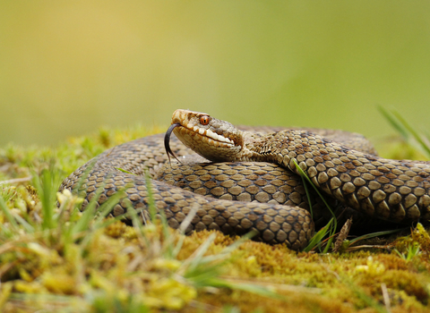 Adder