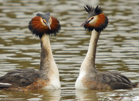 Great Crested Grebe