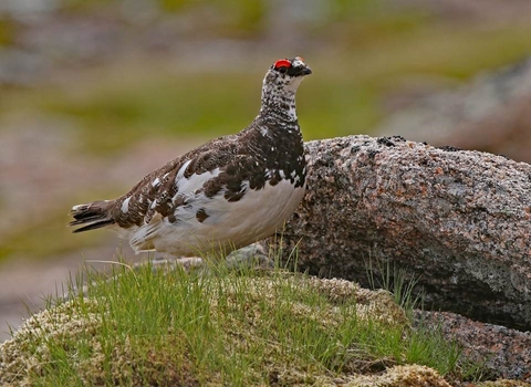 Ptarmigan