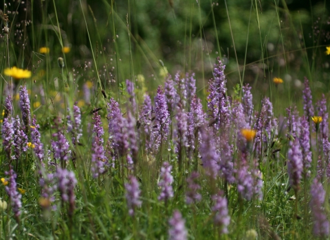 Aston Clinton Ragpits