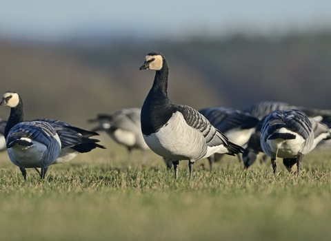 Barnacle Goose