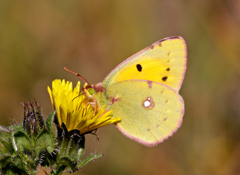 Clouded Yellow Butterfly