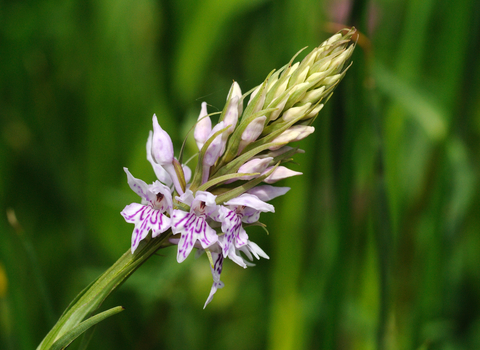 Common Spotted-orchid