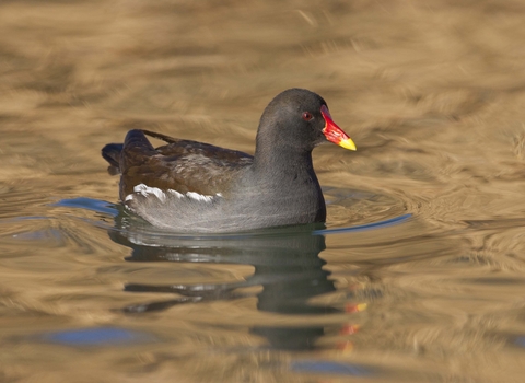 Moorhen