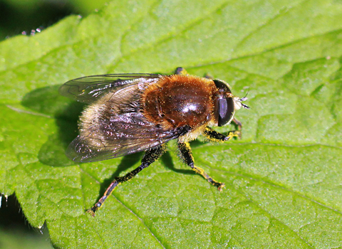 Narcissus Bulb Fly