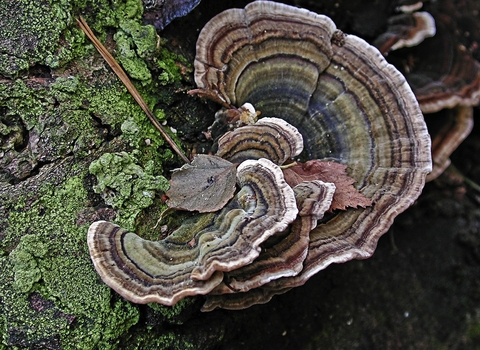 Turkeytail