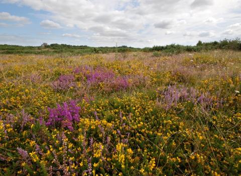 Greenham Common, West Berkshire Living Landscape, by Rob Appleby