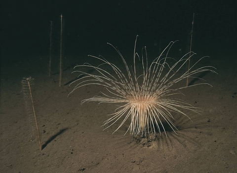 Fireworks anemone