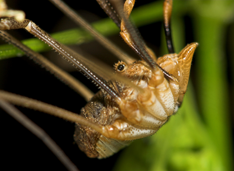 Harvestman (Phalangium opilio) male