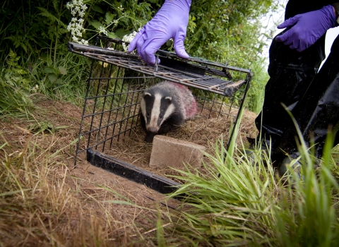 badger vaccination