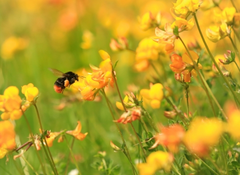 Red-tailed bumblebee on bird's foot trefoil