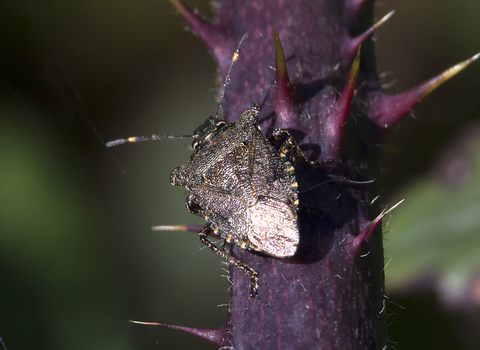 Bronze shieldbug