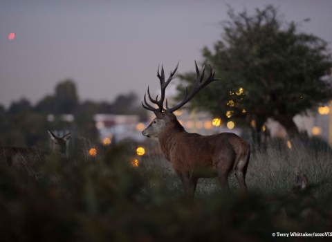 Deer with urban backdrop