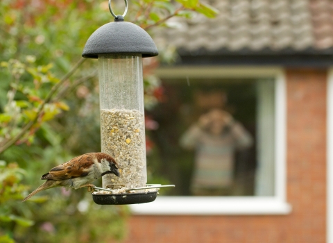 House sparrow on feeder