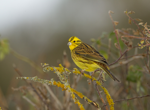 Yellowhammer perched in hedgerow