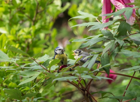 Blue tit feeding young