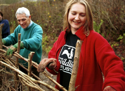 Volunteers hedgelaying