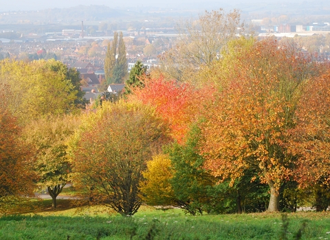 A view of a town with trees in the foreground