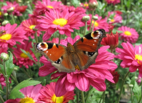 Peacock butterfly