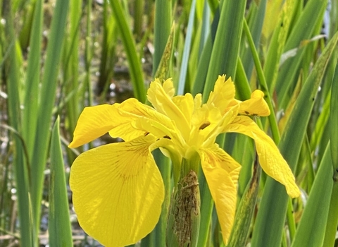 yellow iris