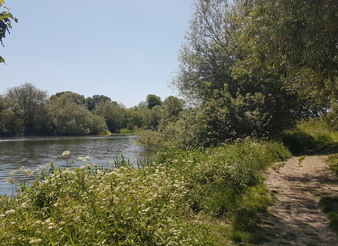 Cholsey Marsh