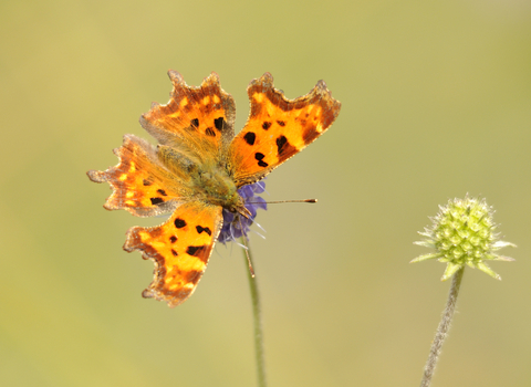 Comma butterfly by Amy Lewis