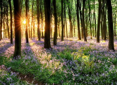 Sunshine through trees in bluebell wood
