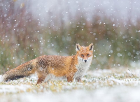 Fox in snow