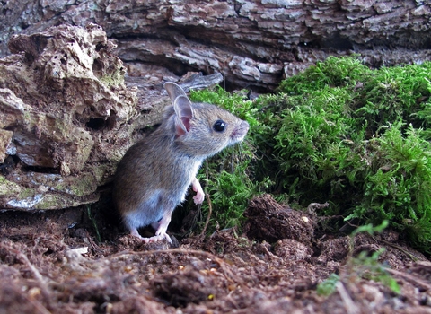 Wood mouse by Margaret Holland