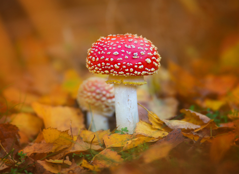 Fly agaric mushroom