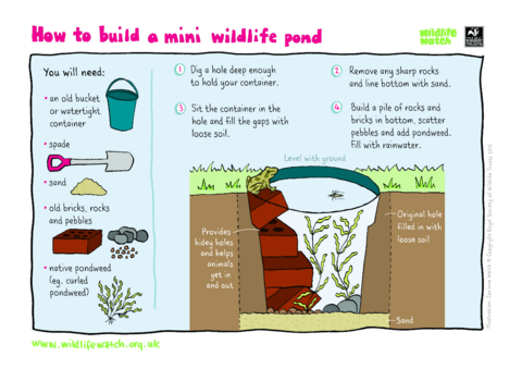 Mini wildlife pond activity sheet