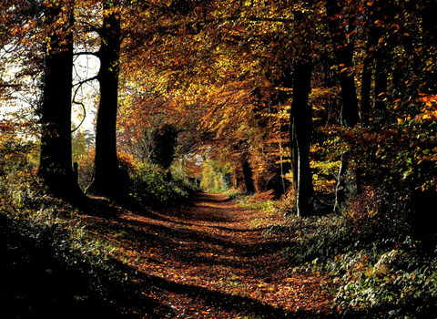 An avenue of trees at Warburg Nature Reserve by John Kearns - runner-up in the landscape category in the BBOWT Photography Competition 2022.