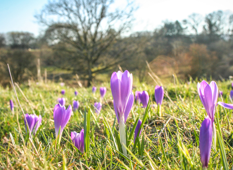 Inkpen Crocus Field in bloom