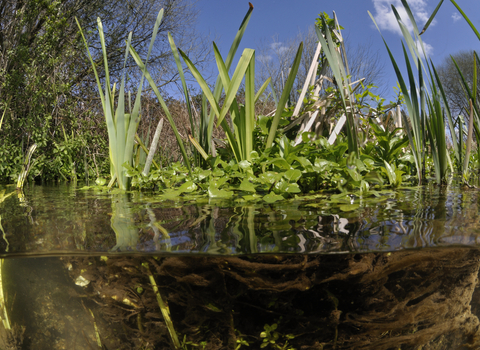 Aquatic plants in an English chalk stream