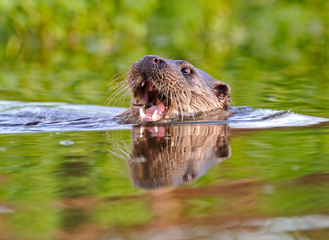 Face of an otter with open mouth, swimming in a river