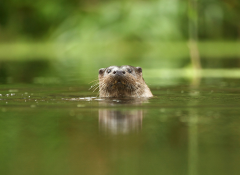 Face of an otter swimming in a river