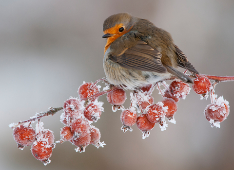 Robin perched on crab apples in winter