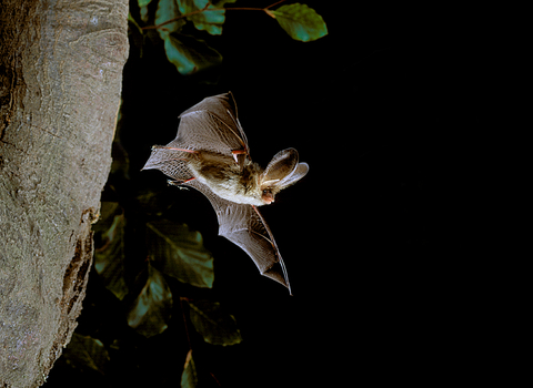 A brown long-eared bat flying out from a tree at night