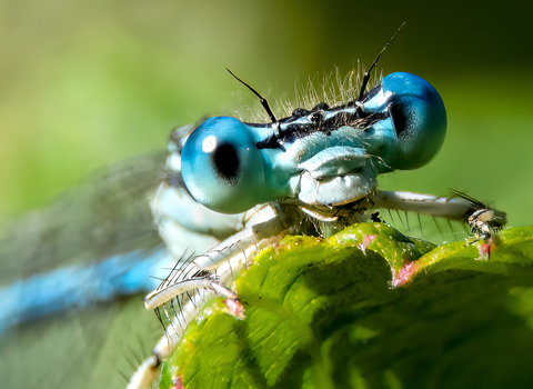 White-legged damselfly, macro image showing large, blue compound eyes
