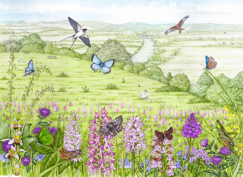Illustration of Hartslock Nature Reserve showing green meadows, flowers, birds and butterflies