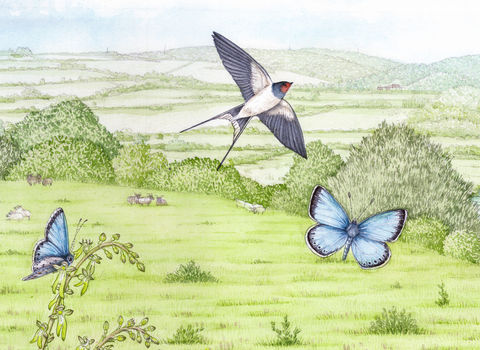 Wildlife illustration of a swallow, butterflies and green fields
