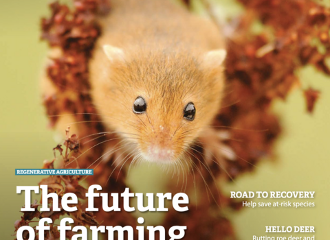 Harvest mouse on the front cover of the BBOWT Wild magazine, summer 2024