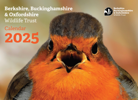 Front cover of the BBOWT Calendar 2025 showing a chirpy robin