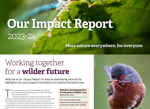 Cover image of the BBOWT Impact Report 2023-24 featuring a macro photograph of a damselfly