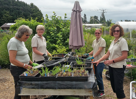 Lindengate volunteers working on their wildflower project