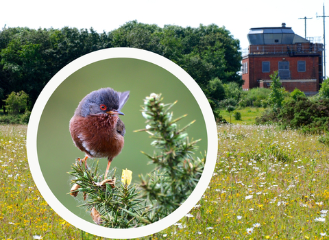 Dartford warbler on gorse pictured with Greenham Common Control Tower