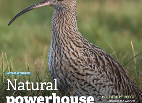 Curlew on the front cover of the BBOWT Wild magazine, winter 2024