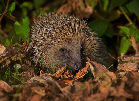 Hedgehog at night surrounded by fallen leaves