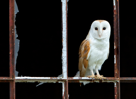 Barn owl perched on the window frame of a derelict building